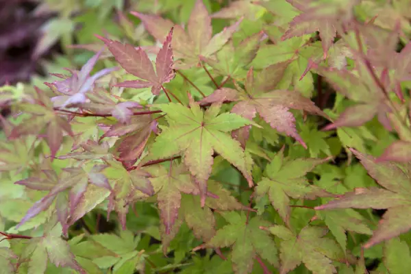 Acer Palmatum 'Sango-kaku'