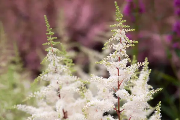 Astilbe 'Ellie'