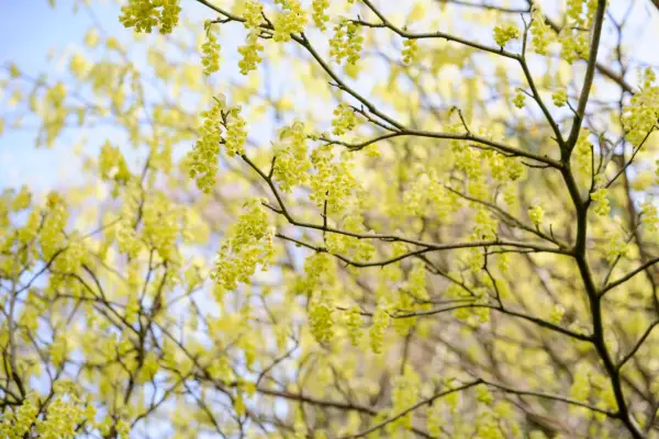 Corylopsis glabrescens
