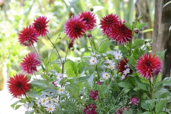 Dahlia 'Matilda Huston'