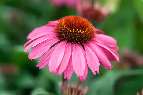 Echinacea „Awake” (seria moooda)