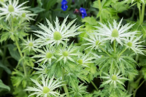 Eryngium 'Neptune's Gold '