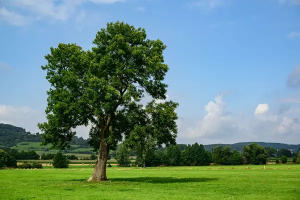 Ash tree, Fraxinus excelsior. Getty Images
