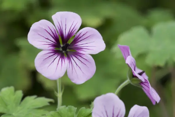 Geranium Stormchaser