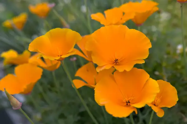 Eschscholzia californica