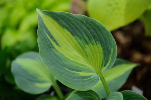 Hosta 'Catherine'