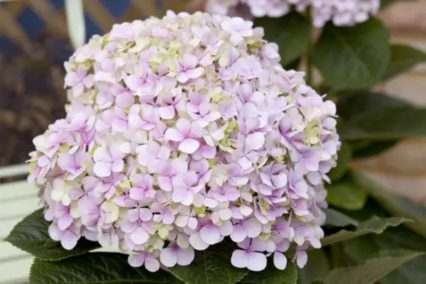 Hortensia 'før vakt'