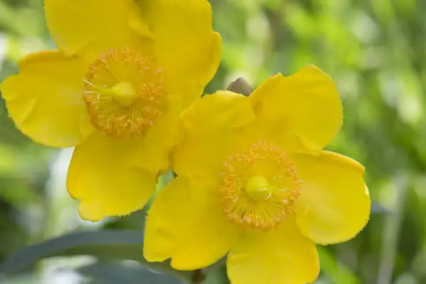 Hipericum „hidcote”