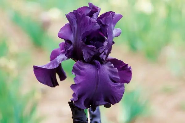Iris „Dusky Challenger”