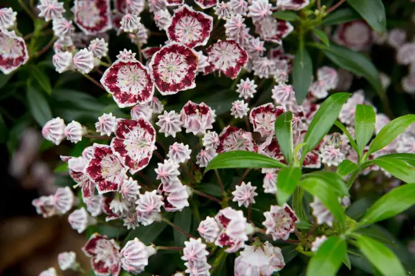 Kalmia latifolia „minuet”