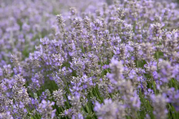 Lavandula angustifolia „pădure ashdown”