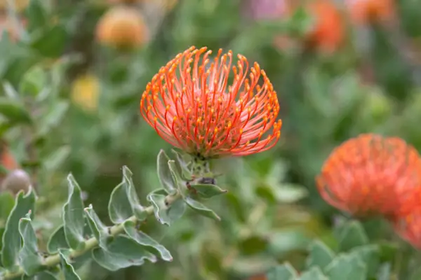Leucospermum cordifolium