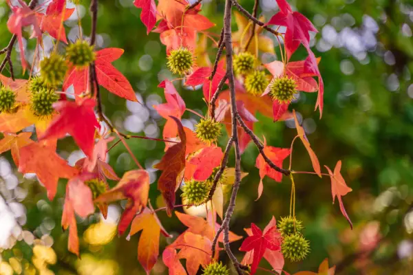 Liquidamber leaves and seed balls. Getty Images