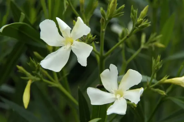 Nerium Oleander