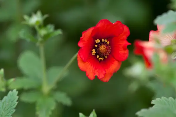 Potentilla 'Blazeaway'