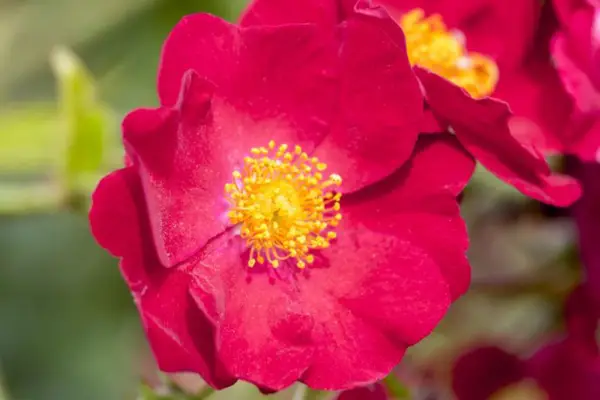 Rosa 'tapete de flor'