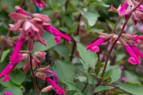 Salvia 'Wendy's Wish'