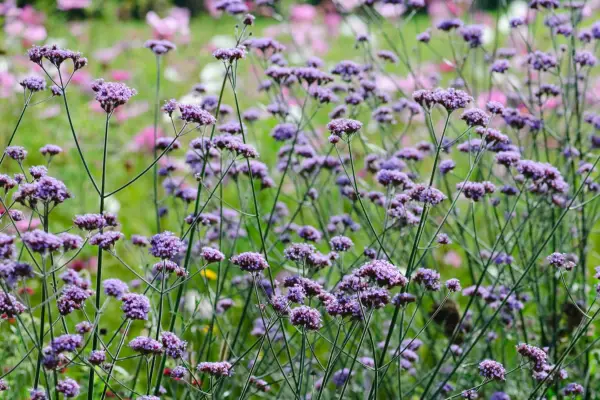 Verbena bonariensis