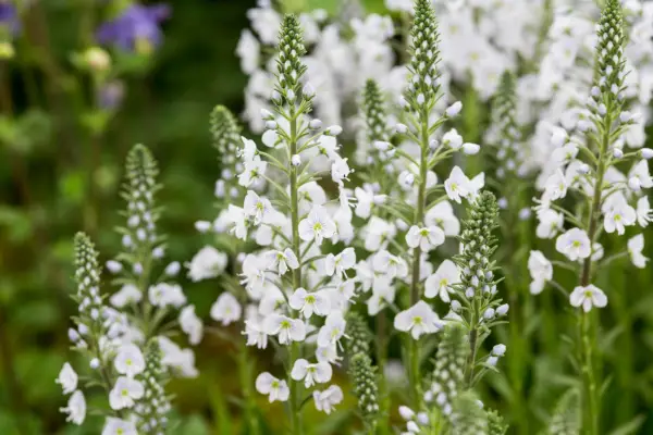 Veronica Gentianoides 'Intermedia'