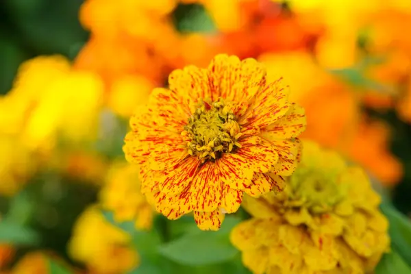 Zinnia elegans 'pop art'