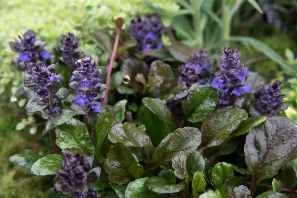 Ajuga reptans 