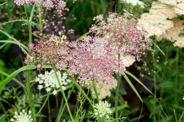 Daucus carota