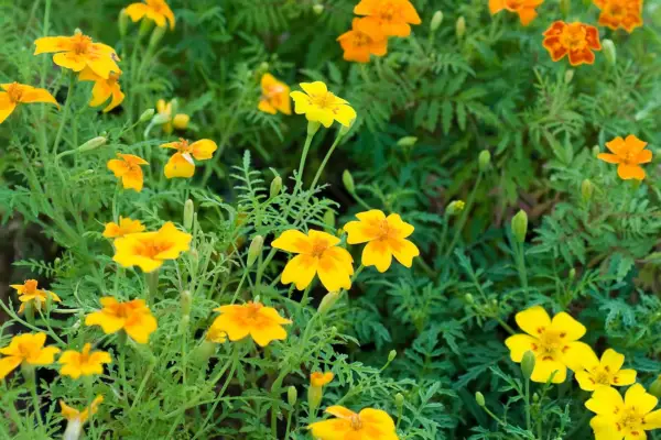 Tagetes flowers