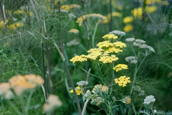 Herb fennel
