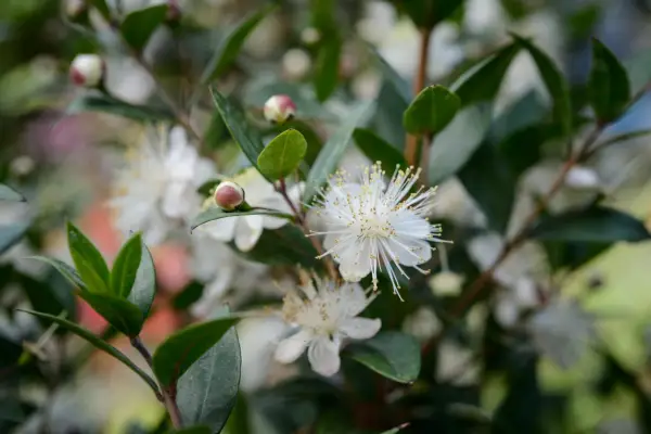 Common myrtle flower