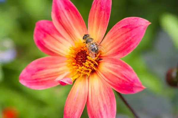 Red-pink single-flowered dahlia with hoverfly