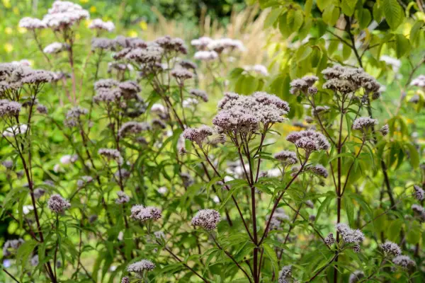 Hemp agrimony