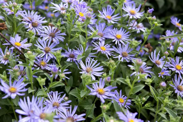 Michaelmas daisies