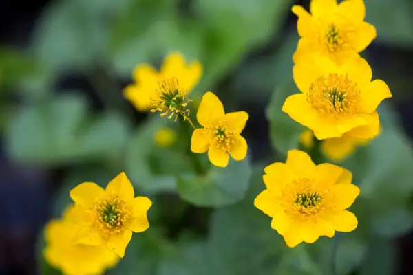 Marsh marigold, Caltha palustris