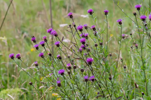Lesser knapweed