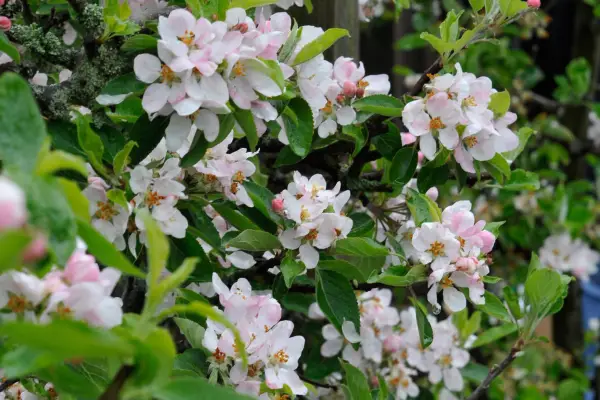 Plants for bees – apple blossom