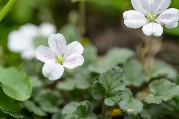 אלבום ארודיום רייכארדי