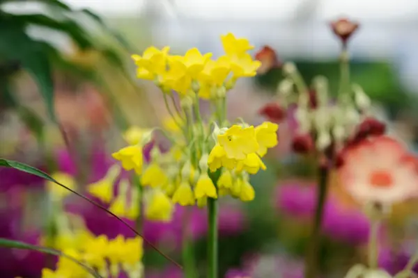 Yellow cowslip flowers