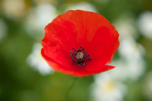 A red field poppy
