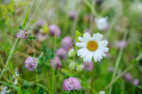 An ox-eye daisy in a lawn with clover flowers