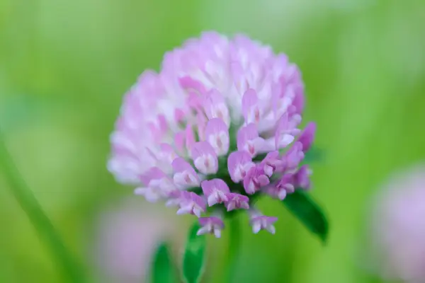 A close-up of a pink flower of red clover