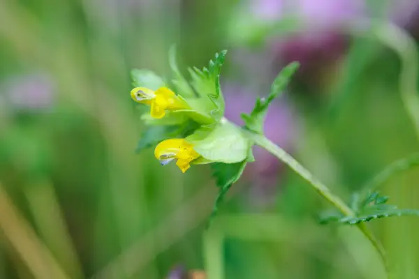 Yellow flowers of the yellow rattle