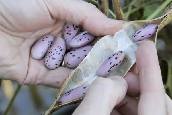 Sådan gemmer du dit eget vegfrø