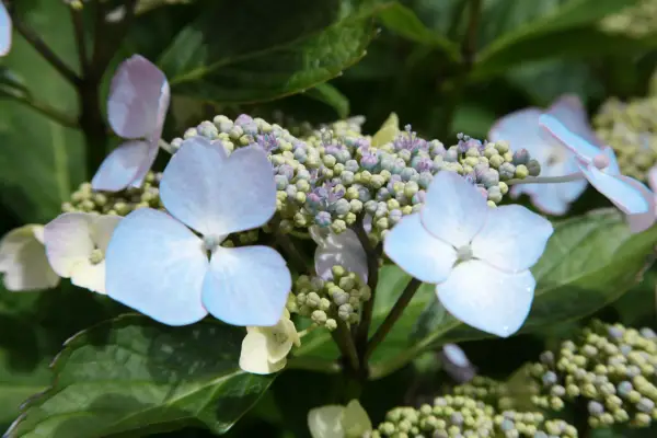 Hortensia 'blå bølge'