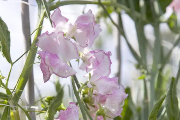 Lathyrus olor cometa