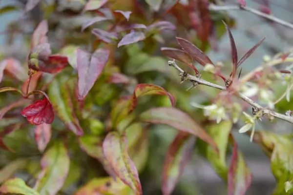 Nandina Dometica „Fire Power”