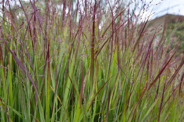 Panicum Virgatum 'Shenandoah'