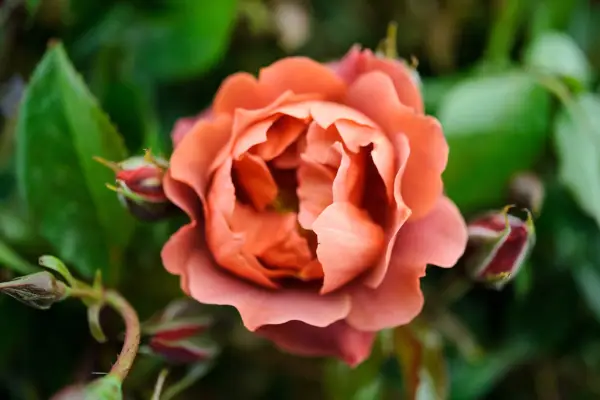 Rosa (Flurly Group) „Hot Chocolate“