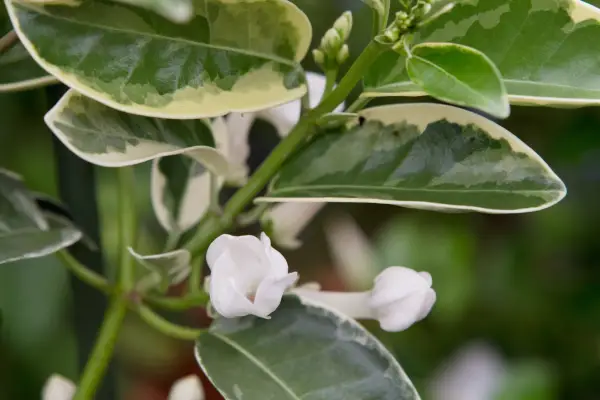 Stephanotis Floribunda 'Variegata'