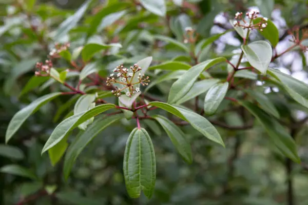 Viburnum David 'angustifolium'