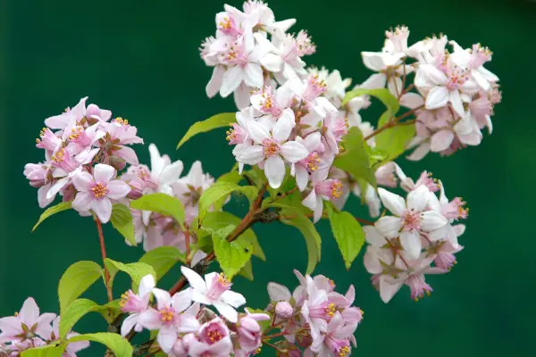 Deutzia